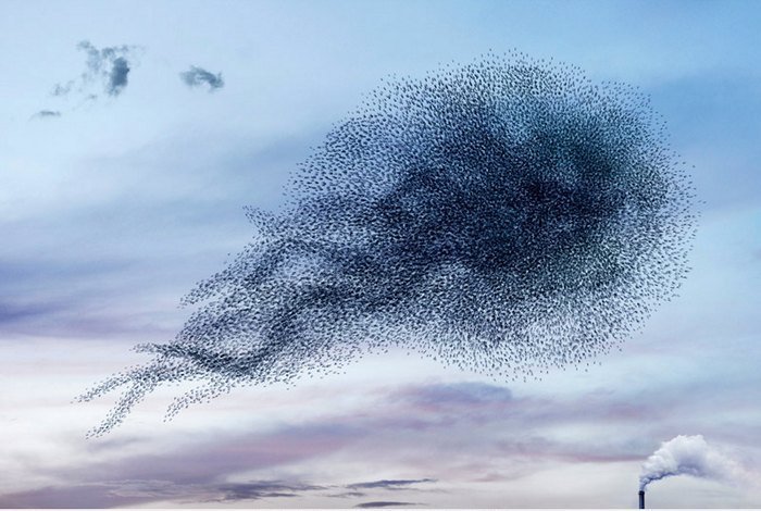 Murmurations_lcdesign02