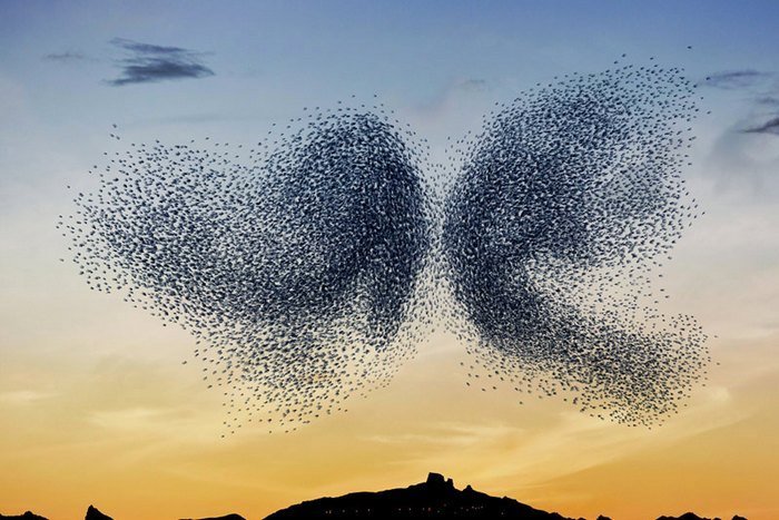 Murmurations_lcdesign03