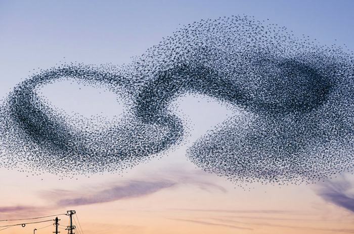 Murmurations_lcdesign04