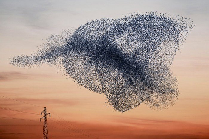 Murmurations_lcdesign05