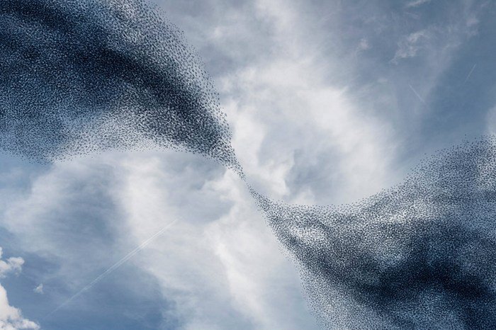 Murmurations_lcdesign06