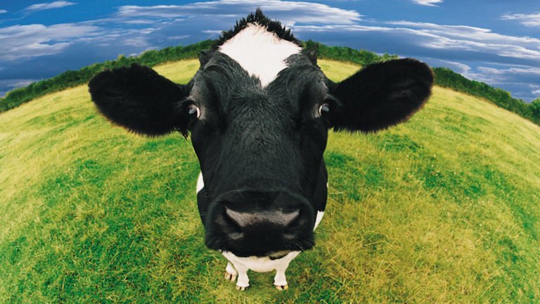 vache