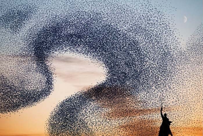 Murmurations (et arabesques aériennes)